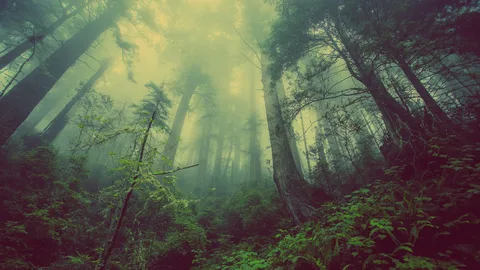 Exploring Mystical Forests: Unveiling Nature’s Hidden Wonders | The Walls New